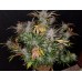 Cream Cookies Auto - FastBuds